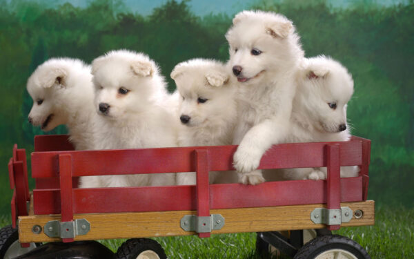 Wallpaper Wagonload, Puppies, Samoyed