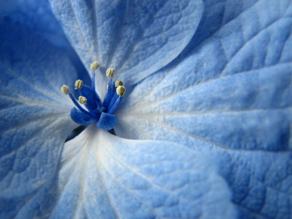 Wallpaper Flower, Blue