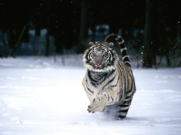 Wallpaper Tiger, White