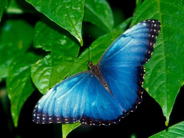 Wallpaper Morpho, Blue