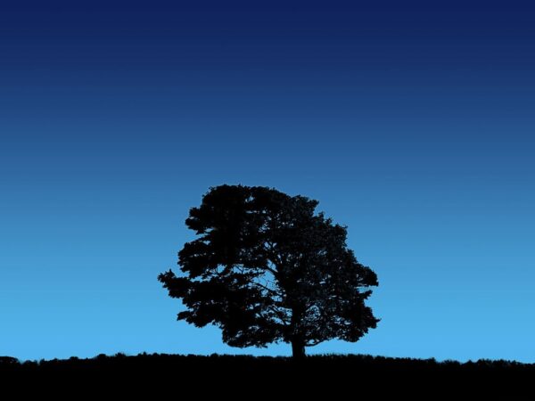 Wallpaper Cool, Desktop, Abstract, Tree, Wallpaper, Images, Free, Blue, Background, Pc, Download