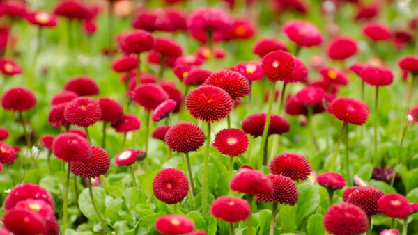 Wallpaper Flowers, Red, Blossom