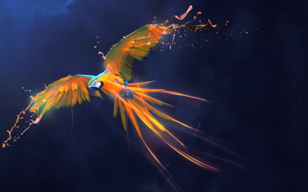 Wallpaper Art, Parrot, Splash