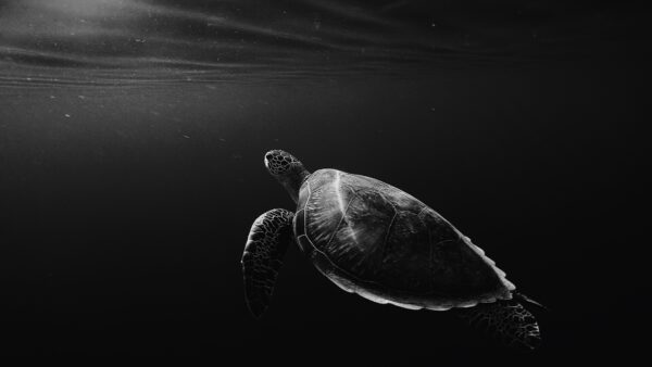 Wallpaper Underwater, Monochrome, Turtle
