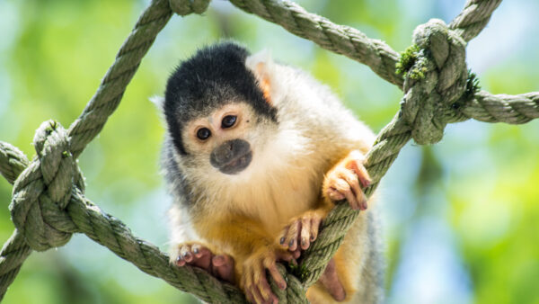 Wallpaper Monkey, Animals, Animal, Desktop