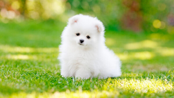 Wallpaper White, Background, Blur, Standing, Green, Puppy, Dog, Bokeh, Cute, Grass