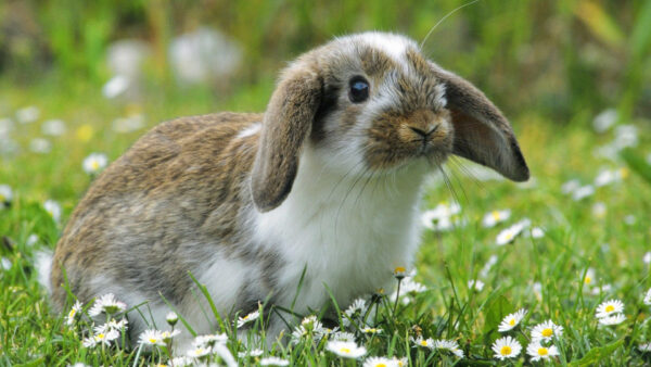 Wallpaper Grass, White, Sitting, Background, Desktop, Flowers, Blur, Brown, Cute, Around, Rabbit, Green, Animals