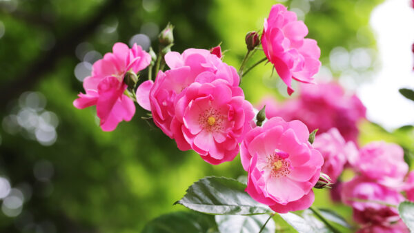 Wallpaper Branch, Pink, Flowers, Leaves, With, Rose