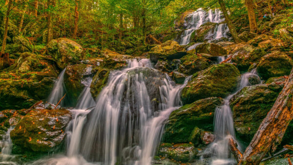 Wallpaper Waterfalls, Desktop, Nature, The, Forest
