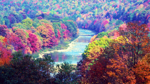 Wallpaper River, Forest, With, Nature, Trees, Colorful, Between, Reflection, Desktop