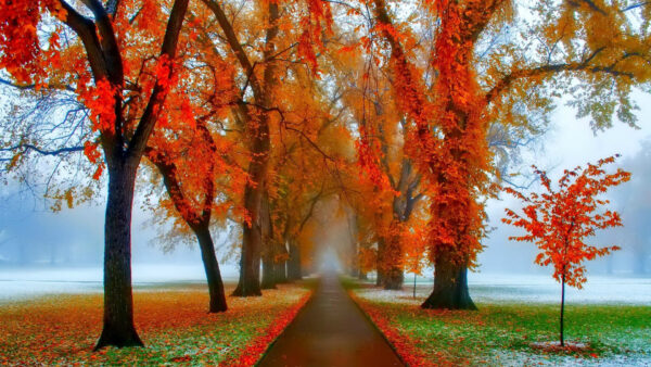 Wallpaper Between, Trees, Park, Snow, Path, Nature, With, Autumn