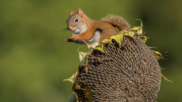 Wallpaper Standing, Dry, Sunflower, Desktop, Squirrel, Mobile, Fox