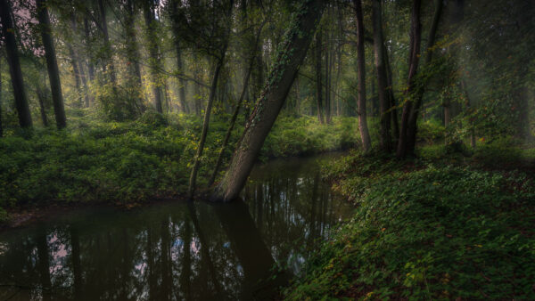 Wallpaper Forest, Stream, And, Trees, Green, Foliage, Nature, With, Mobile, Desktop