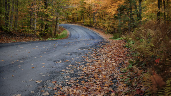 Wallpaper Desktop, Road, Mobile, Leaves, Falling, With, Between, Trees, Forest, Nature