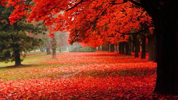 Wallpaper Dry, Desktop, Ground, Garden, Spring, Leaves, Trees, Autumn, Red, Nature, Leafed