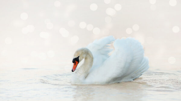 Wallpaper Birds, Swan, Blur, Desktop, Background, White, Water, Floating