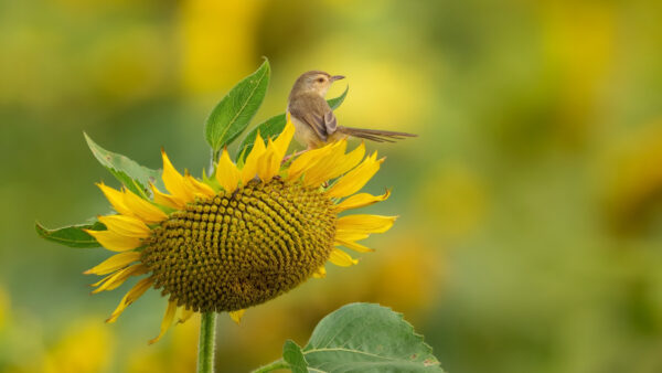 Wallpaper Bird, Standing, Mobile, Sunflower, Desktop, Animals