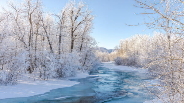 Wallpaper Trees, Winter, Desktop, Between, Snow, During, River, Nature, Covered