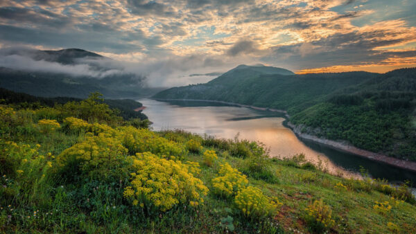 Wallpaper Nature, And, Covered, Green, Between, Plants, Yellow, Slope, Trees, Flowers, River, Mountains