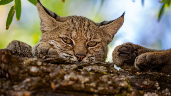 Wallpaper Tree, Black, Branch, Brown, Face, Desktop, Cat, Kitten