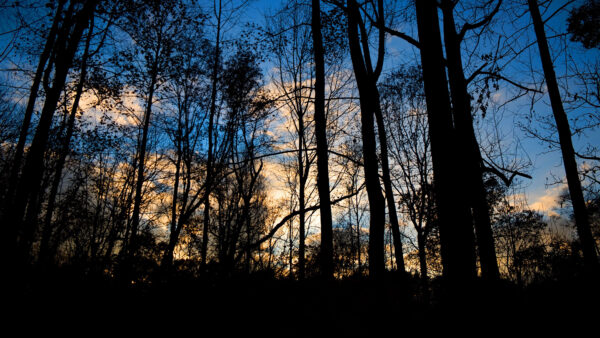 Wallpaper Time, Blue, Forest, Trees, During, Worm’s, Desktop, Eye, Nature, Under, Sky, Evening, View, Mobile