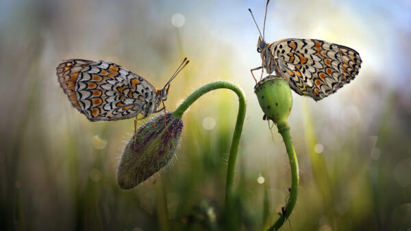 Wallpaper Desktop, White, Butterflies, Brown, Birds, Black, Color, With, And, Two