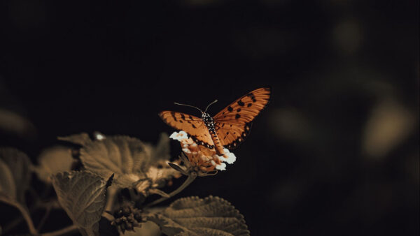 Wallpaper Butterfly, Brown, Background, Flower, Black