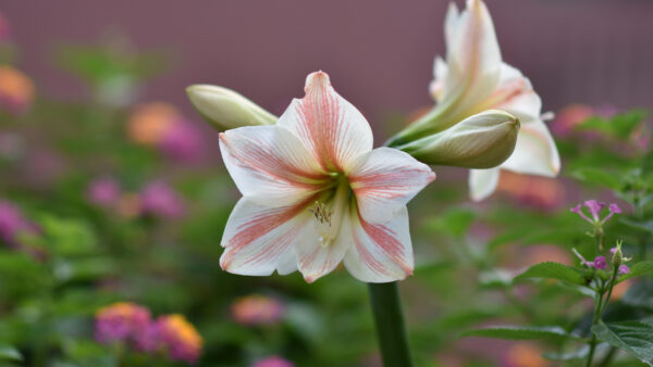 Wallpaper Mobile, Flowers, Amaryllis, Desktop, Plant