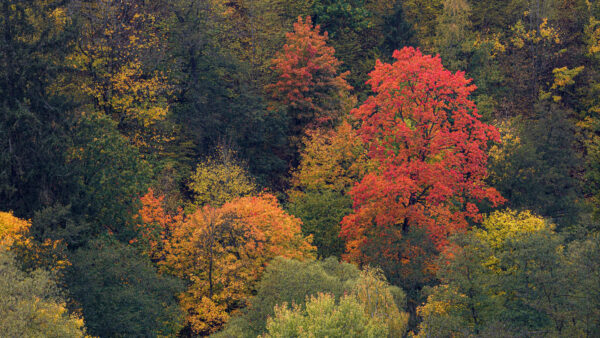 Wallpaper Aerial, Nature, Desktop, Beautiful, View, Mobile, Trees, Autumn, Forest, Green, Red, Yellow