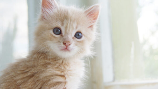 Wallpaper Cat, Light, Whiskers, Desktop, Blue, Kitten, Brown, White, Eyes