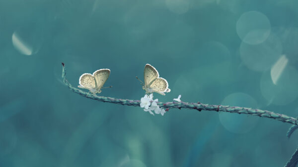 Wallpaper Desktop, Blur, Background, Two, Butterfly, Butterflies, White