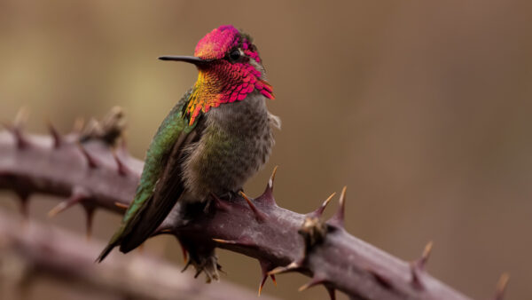 Wallpaper Birds, Colorful, Bird, Branch, Hummingbird, Tree, Desktop