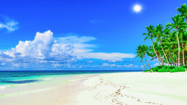 Wallpaper Beach, Sky, Palm, Trees, Moon, Bushes, Blue, Ocean, Under, Sand