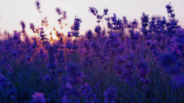 Wallpaper Flowers, During, Spring, View, Sunrise, Field, Closeup, Lavender