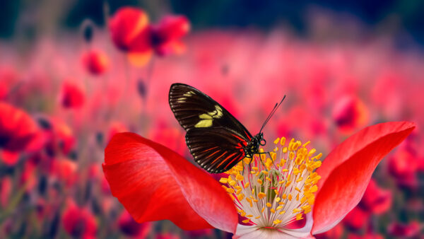 Wallpaper Field, Desktop, Black, Flower, Mobile, Filament, Blur, Poppy, Red, Flowers, Lines, Background, Butterfly, Yellow