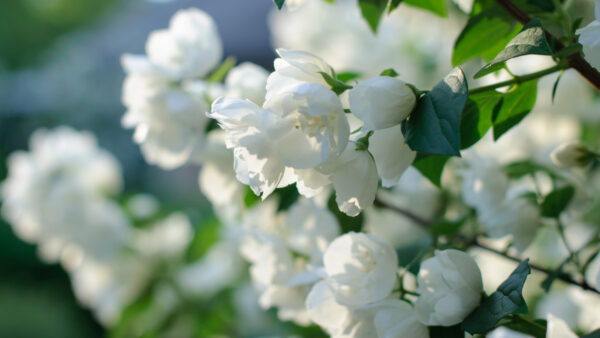 Wallpaper Blossom, Nature, Spring, Flower, White, Flowers