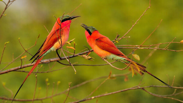 Wallpaper Standing, Bee-Eater, Are, Green, Background, Carmine, Branches, Red, Desktop, Birds, Blur, Plant