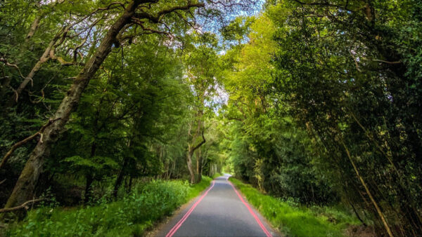 Wallpaper Trees, Forest, Covered, Nature, Time, During, Between, Road, Desktop, Evening