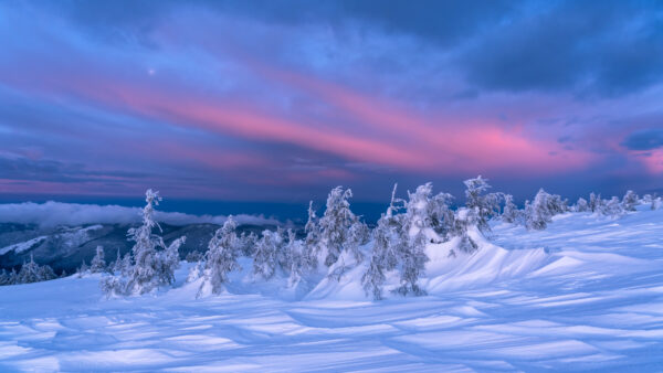 Wallpaper Covered, Snow, Field, Under, Horizon, Sky, Mobile, White, Blue, Winter, Trees, Desktop, Clouds