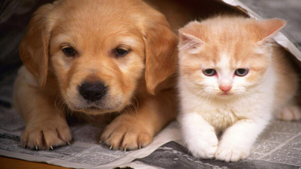 Wallpaper Desktop, Dog, White, Cats, And, Cat, Dogs, Puppy, Brown, Kitten, Newspaper