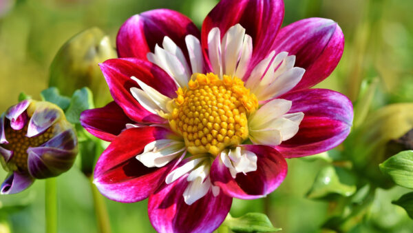 Wallpaper Nature, Pink, Green, Flowers, Zinnia, Flower, Leaves, White