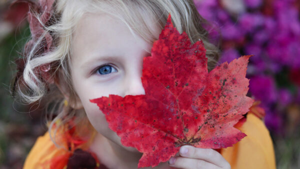 Wallpaper Desktop, Cute, Autumn, Dress, Little, Background, Covering, Girl, Red, Wearing, Purple, Leaf, Face, Yellow, Blur, With