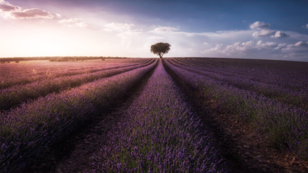 Wallpaper Sky, Lavender, Flower, Purple, Tree, Field, Nature