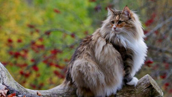 Wallpaper White, Black, Tree, Fur, Brown, Blur, Cat, Trunk, Sitting, Background