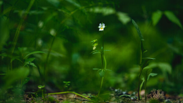 Wallpaper White, Blur, Nature, Field, Plant, Flower, Green, Background