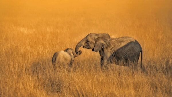 Wallpaper Baby, African, Dry, Animal, Grass, Elephant, Africa
