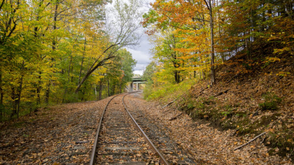 Wallpaper Track, Autumn, Daytime, Mobile, Leaves, Between, Trees, Railroad, Yellow, Green, Desktop, During