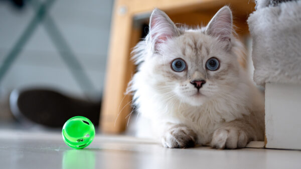 Wallpaper Sitting, White, Blue, Cat, Eyes, Floor, Kitten