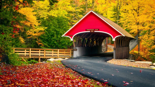 Wallpaper Between, Beautiful, Road, Background, Autumn, Trees, Bridge, Forest, Colorful, Covered