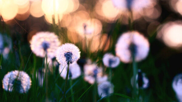 Wallpaper Dandelions, Background, Grass, Bokeh, Lights, White, Field, Flowers